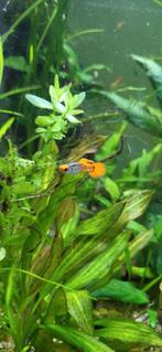 Koi gupjes, Dieren en Toebehoren, Vis