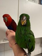 Jonge Edelpapegaaien, Meerdere dieren, Papegaai, Pratend