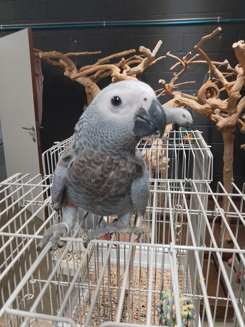Jonge tamme Roodfactor grijze roodstaart man 12 weken oud, Dieren en Toebehoren, Vogels | Parkieten en Papegaaien, Papegaai, Mannelijk