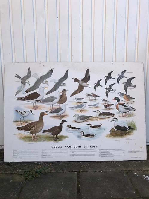 Vintage schoolplaat vogels van duin en kust, Antiek en Kunst, Antiek | Schoolplaten, Natuur en Biologie, Ophalen of Verzenden