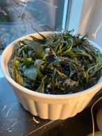 Bak met aquarium planten, Dieren en Toebehoren, Ophalen of Verzenden