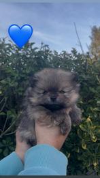 Bear face mini pomeriaans, Dieren en Toebehoren, Overige rassen, 8 tot 15 weken, Parvo, Meerdere