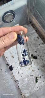 D.T.Azureus nakweek, Dieren en Toebehoren, Amfibie, 0 tot 2 jaar