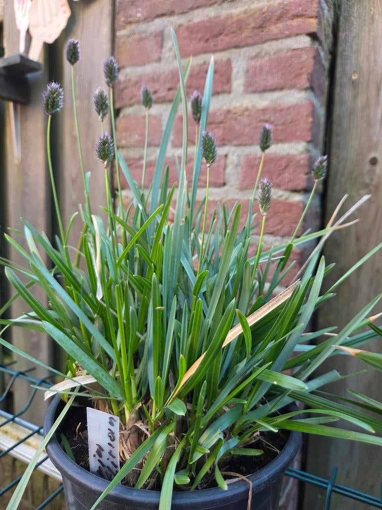 Blauwgras (Sesleria heufleriana) - Wintergroen siergras., Tuin en Terras, Ophalen, Volle zon, Vaste plant, Siergrassen