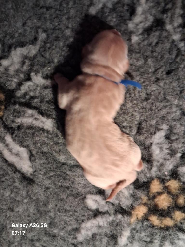Prachtige blonde Labradoodles, Dieren en Toebehoren, Honden | Retrievers, Spaniëls en Waterhonden, Meerdere dieren, Overige rassen