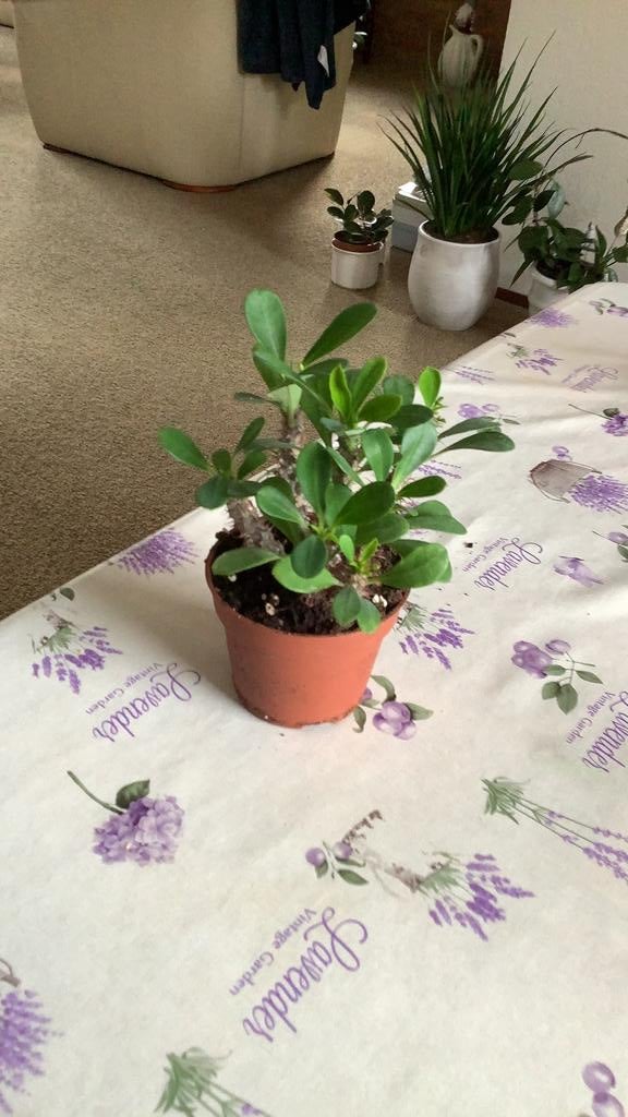 Chrstusdoorn wit, Ophalen, Halfschaduw, Minder dan 100 cm