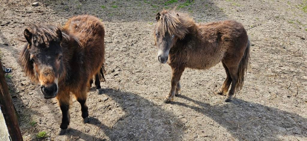 Jaarling merries, Merrie