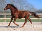 Mooie, lieve 2 jarige merrie, Merrie, Met stamboom, Dressuurpaard, 0 tot 2 jaar