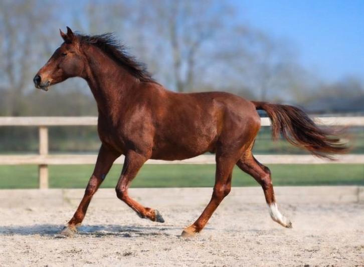 Mooie, lieve 2 jarige merrie, Dieren en Toebehoren, Paarden, Merrie, Onbeleerd, 170 tot 175 cm, 0 tot 2 jaar, Dressuurpaard, Met stamboom