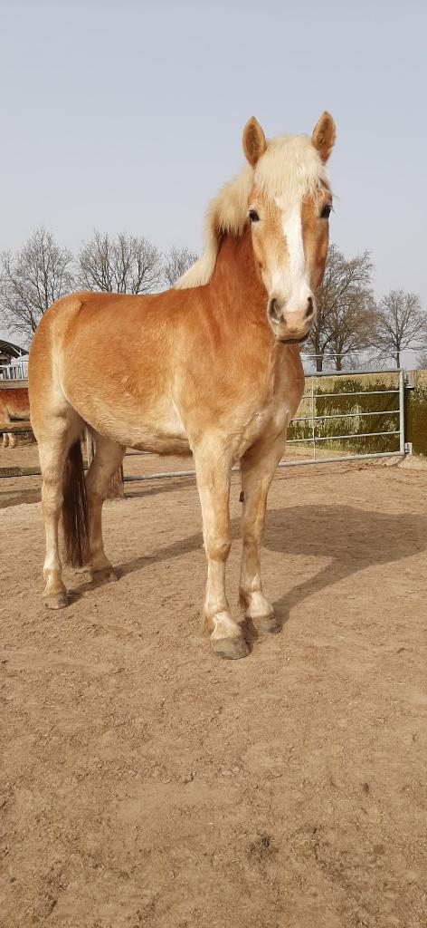 Haflinger ruin 4 jaar, E pony (1.48m - 1.57m), Met stamboom, Ruin, 3 tot 6 jaar