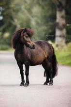 Te koop - Lieve & ondeugende Shetlander, Met stamboom, Ruin, Niet van toepassing, A pony (tot 1.17m)