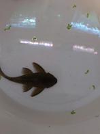 Blue Phantom L128 (+-13cm), Vis, Zoetwatervis, Schoolvis