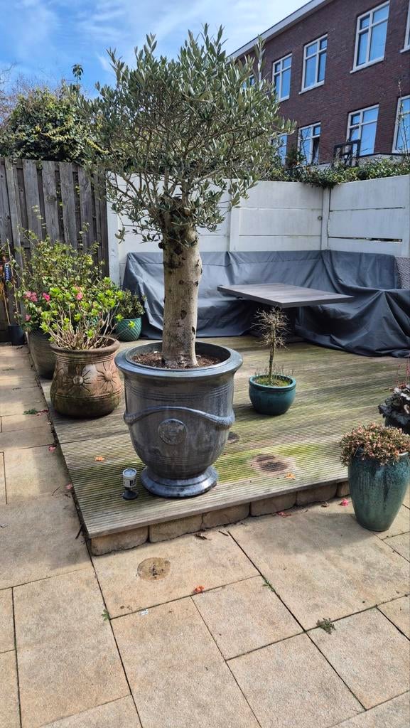 Anduze pot inclusief olijfboom, Bloeit niet, 100 tot 250 cm, Olijfboom, Ophalen