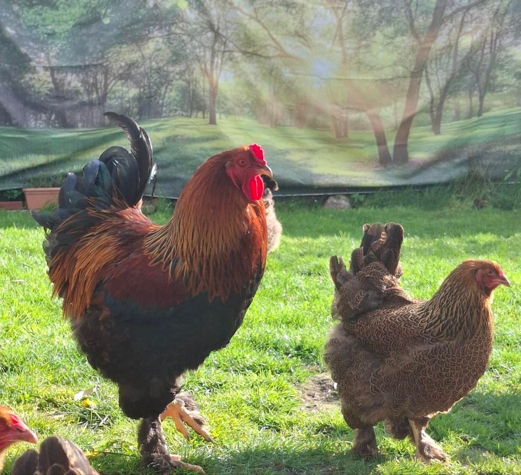 Broedeieren Brahma groot meerzomig patrijs, Dieren en Toebehoren, Pluimvee, Geslacht onbekend, Kip