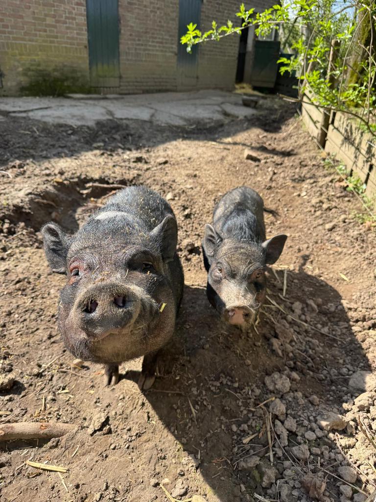 Twee Göttinger minivarkens gratis, Dieren en Toebehoren, Vrouwelijk, Schaap
