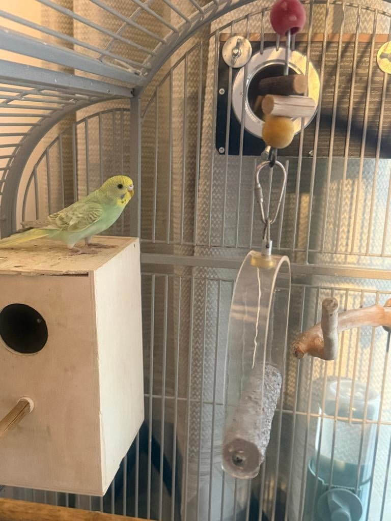 Tam grasparkiet, Dieren en Toebehoren, Vogels | Parkieten en Papegaaien, Mannelijk, Parkiet, Tam