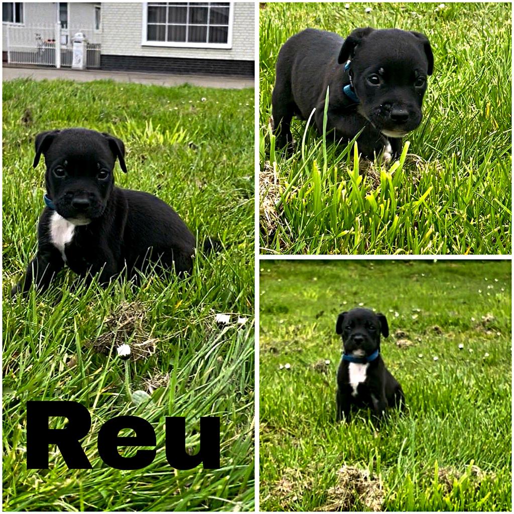 PITTWEILER pups, Overige rassen, 8 tot 15 weken, Meerdere, Meerdere dieren