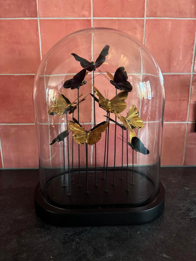 Glazen stolp met goude vlinders, Ophalen, Zo goed als nieuw