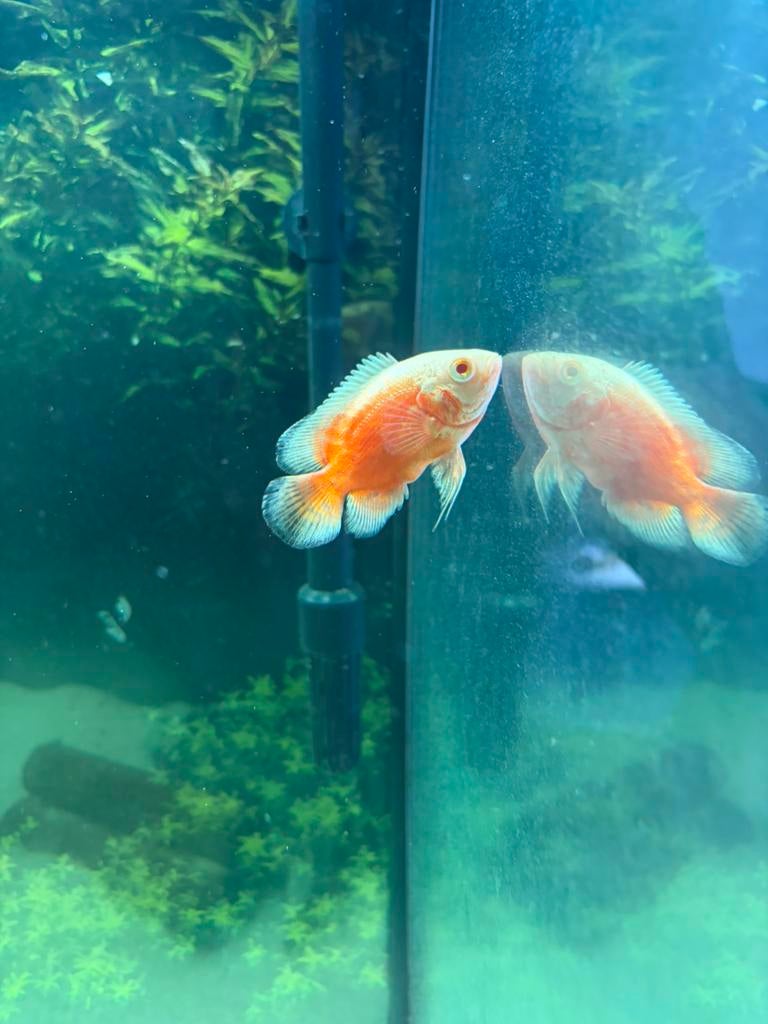 Red Chilli Oscar - pauwoog cichlide, Dieren en Toebehoren, Vissen | Aquariumvissen, Vis, Zoetwatervis, Schoolvis