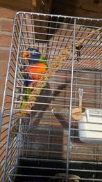 Lori van de Blauwe brug 75€, Dieren en Toebehoren, Geslacht onbekend, Parkiet, Tam