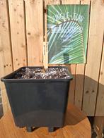 Arisaema speciosum, Ophalen of Verzenden, Lente, Overige soorten, Halfschaduw