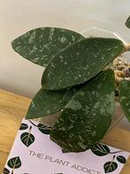 Hoya Phuwuaensis, Huis en Inrichting, Ophalen of Verzenden, Halfschaduw, Minder dan 100 cm