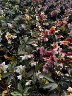 Groot assortiment kerstrozen Helleborus, Tuin en Terras, Planten | Tuinplanten, Ophalen, Overige soorten, Volle zon