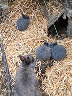 Blauw van beveren konijnen, Dieren en Toebehoren, Konijnen, Meerdere dieren, Middelgroot, 0 tot 2 jaar