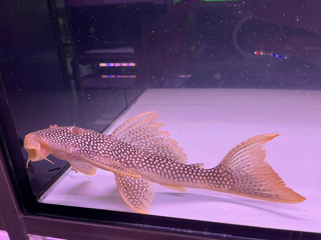 Sunshine pleco, Vis
