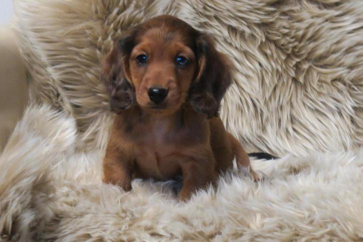 Langhaar Dwerg x Kaninchen Teckel pups, Dieren en Toebehoren, Honden | Teckels en Dashonden, Meerdere dieren, Langhaar, Dwerg