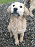 ACE: Nala, is groot en sterk, een geweldige hond, Particulier, Overige rassen, 8 tot 15 weken, Buitenland