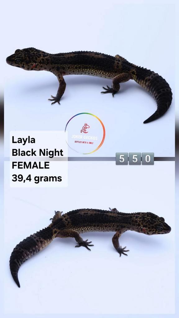 Luipaardgekko Eublepharis macularius JOKERGECKOS Leopard Gecko - female for sale from Tamara