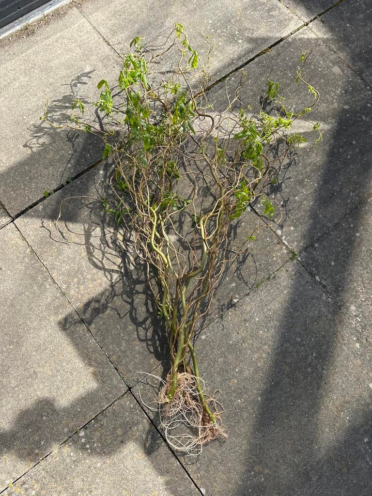 Wilgentakken, Volle zon, Vaste plant, Bloeit niet, Ophalen