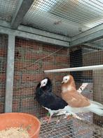 Oudhollands Kapucijnen Sierduiven, Meerdere dieren, Overige soorten