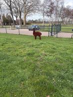 Alpaca hengstje, Mei, Mannelijk