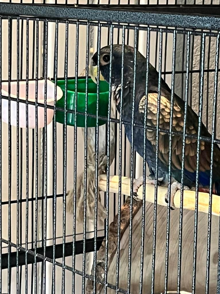 Pionus bronsvleugel, Dieren en Toebehoren, Vogels | Parkieten en Papegaaien, Papegaai, Vrouwelijk, Tam
