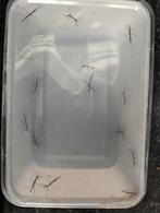 Wandelende takken, Wandelende tak