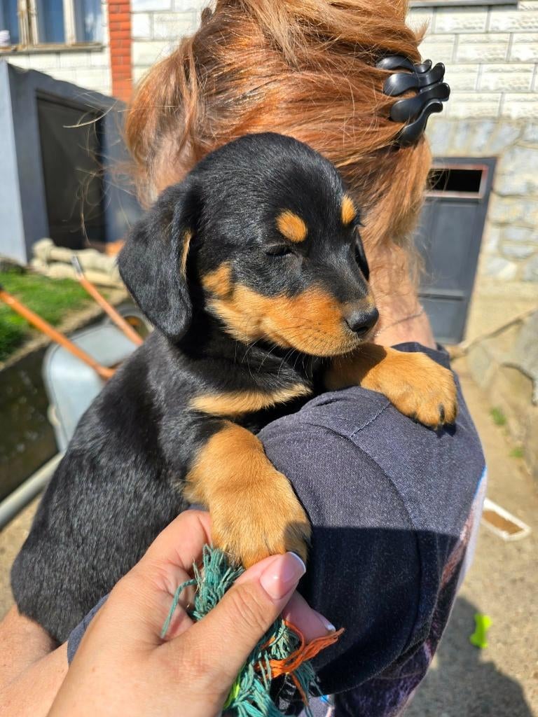 Illy – klein ventje, groots in liefde, Dieren en Toebehoren, Honden | Niet-rashonden, Klein, Reu, Particulier, Eén hond, Buitenland