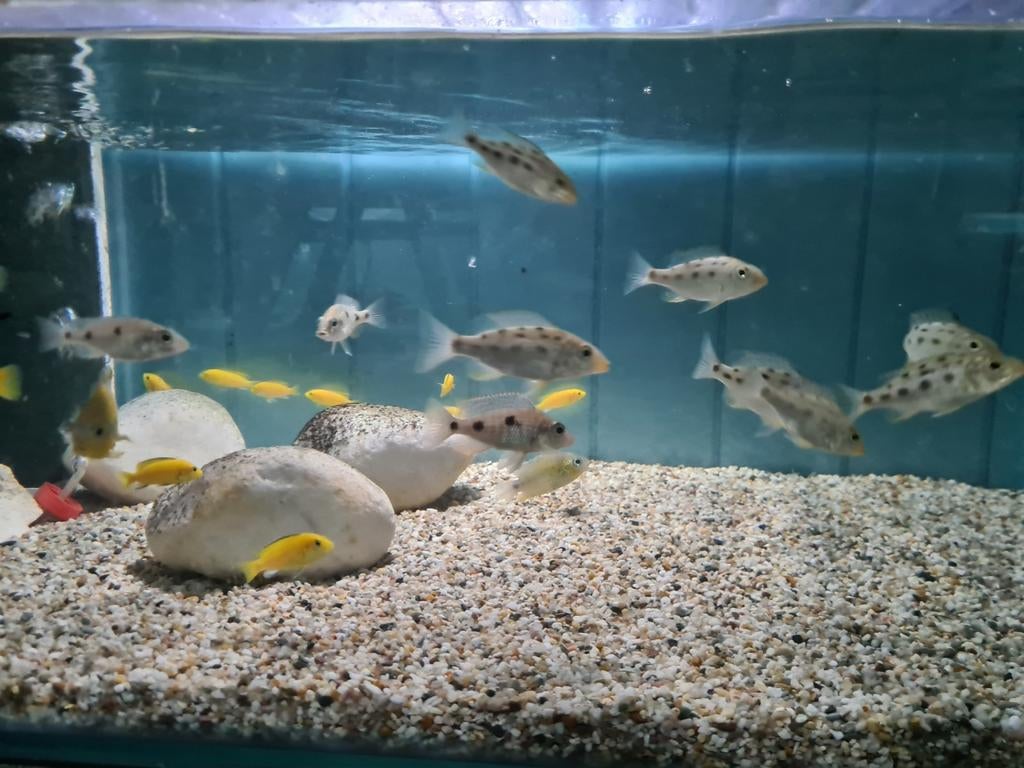 Fossochromis Rostratus Malawi Cichliden, Dieren en Toebehoren, Vis, Zoetwatervis