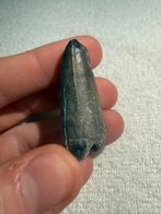 Grote Sarcosuchus tand, Ophalen of Verzenden, Fossiel