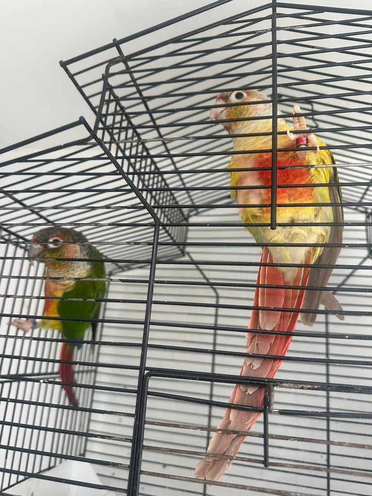 Koppel Pyrrhura’s te koop, Meerdere dieren, Parkiet, Tam