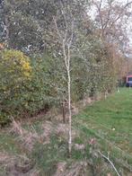 Rode beuk boom beuken bomen solitair, Tuin en Terras, Planten | Bomen, Overige soorten, Lente, 100 tot 250 cm, Ophalen