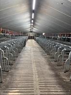 Dekboxen [239], Meerdere dieren, Schaap