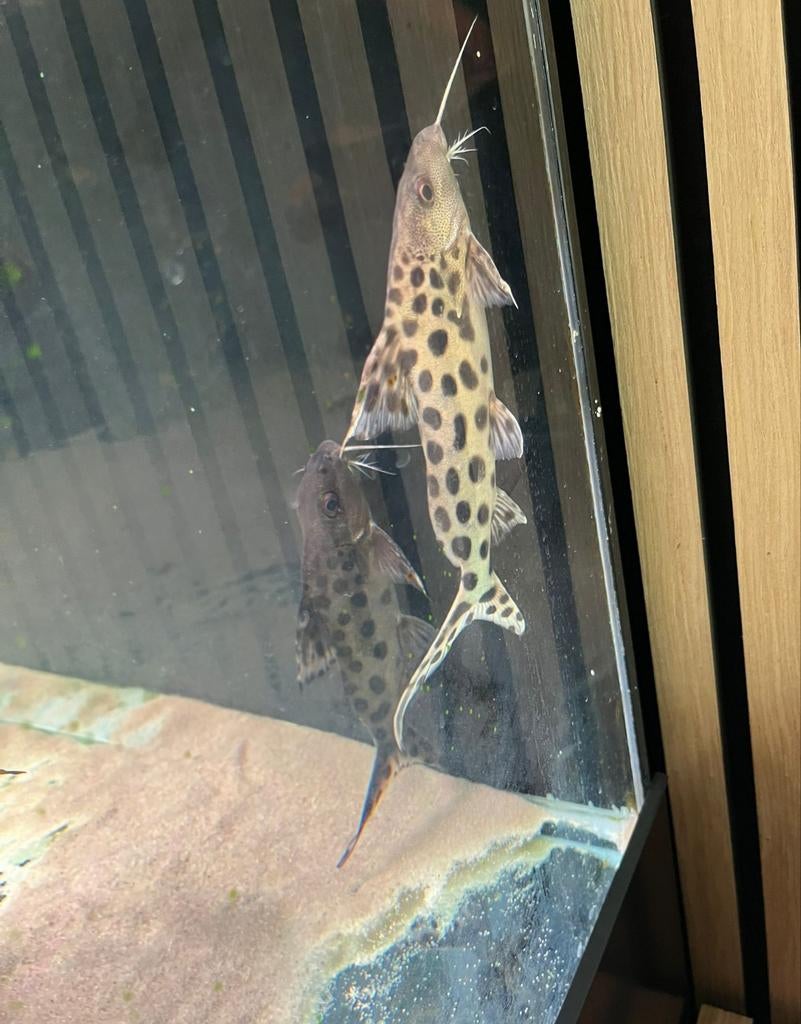 3 grote Synodontis meervallen, Ophalen
