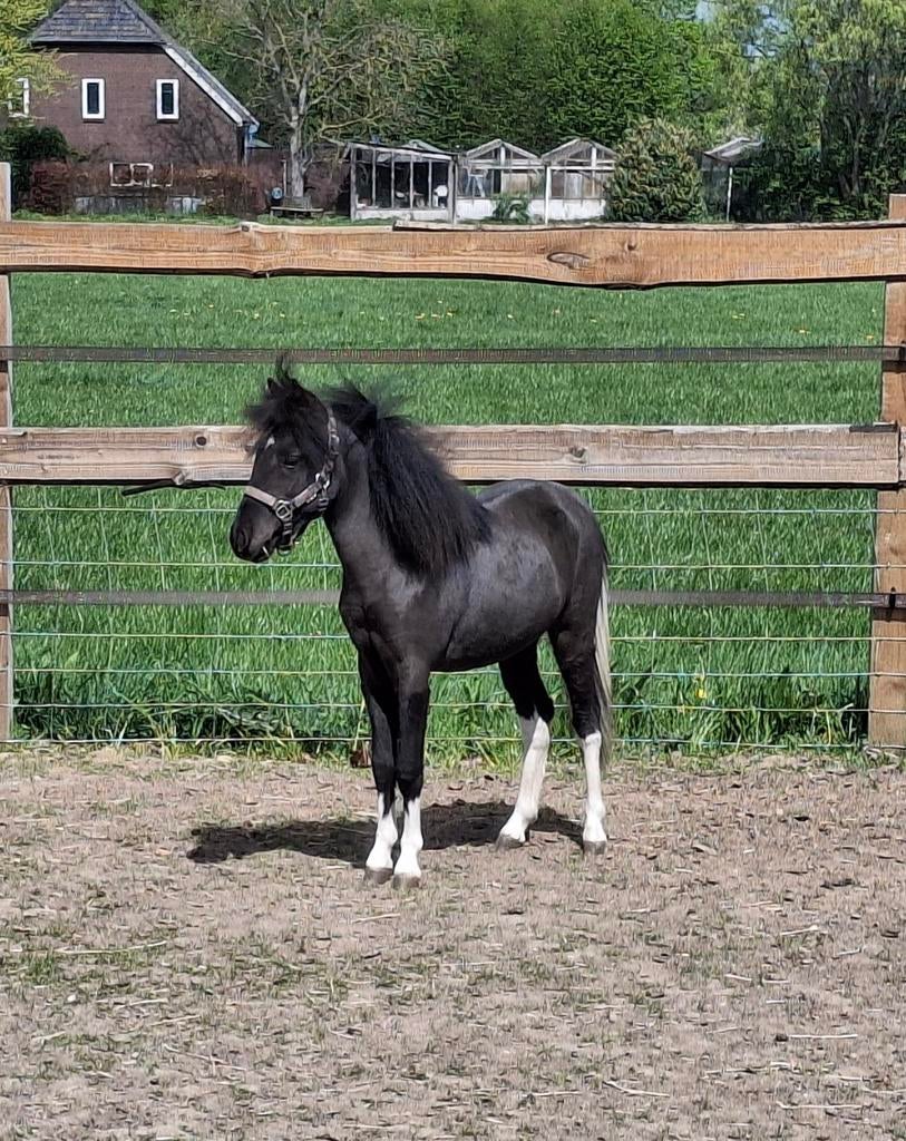 Nmprs jaarling hengstje & goedgekeurde NMPRS hengstje, Dieren en Toebehoren, Pony's, Met stamboom, Niet van toepassing, Hengst