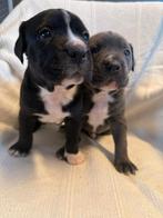 prachtige nestje Pitbull x Cane Corso pups, 8 tot 15 weken, Meerdere, Meerdere dieren, Middel