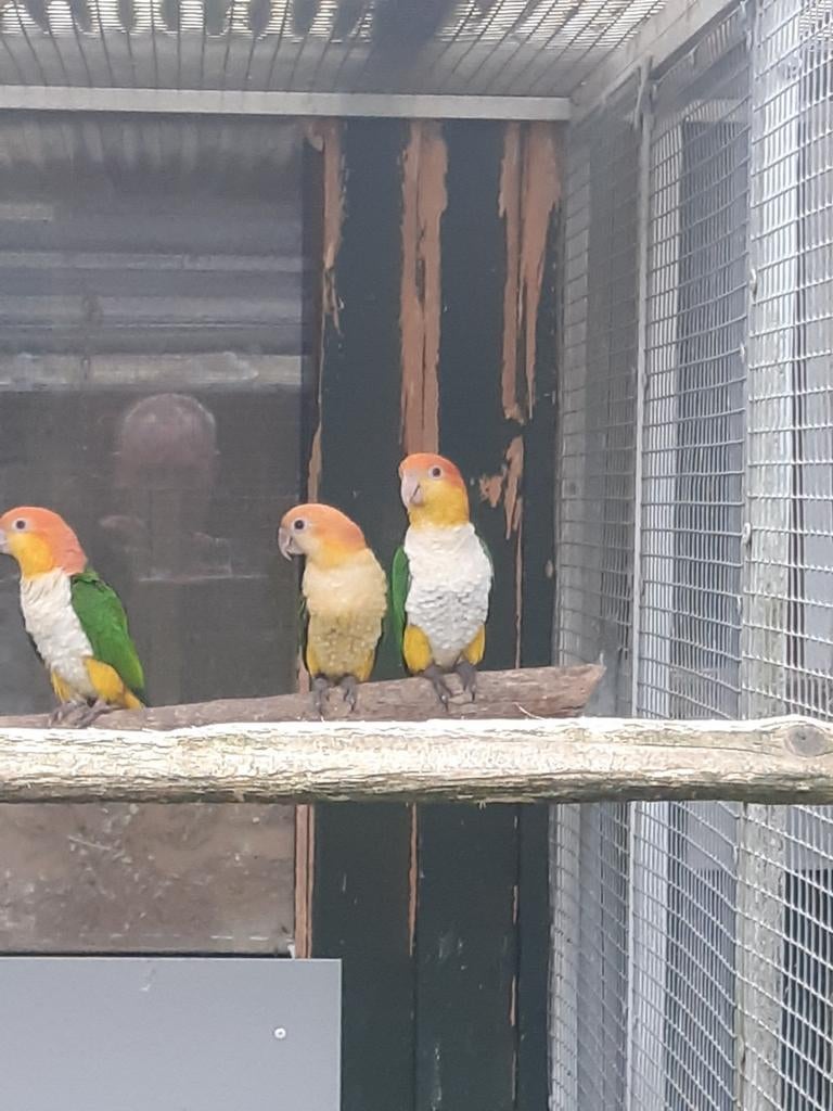 Caique, Dieren en Toebehoren, Vogels | Parkieten en Papegaaien, Geslacht onbekend, Papegaai, Geringd