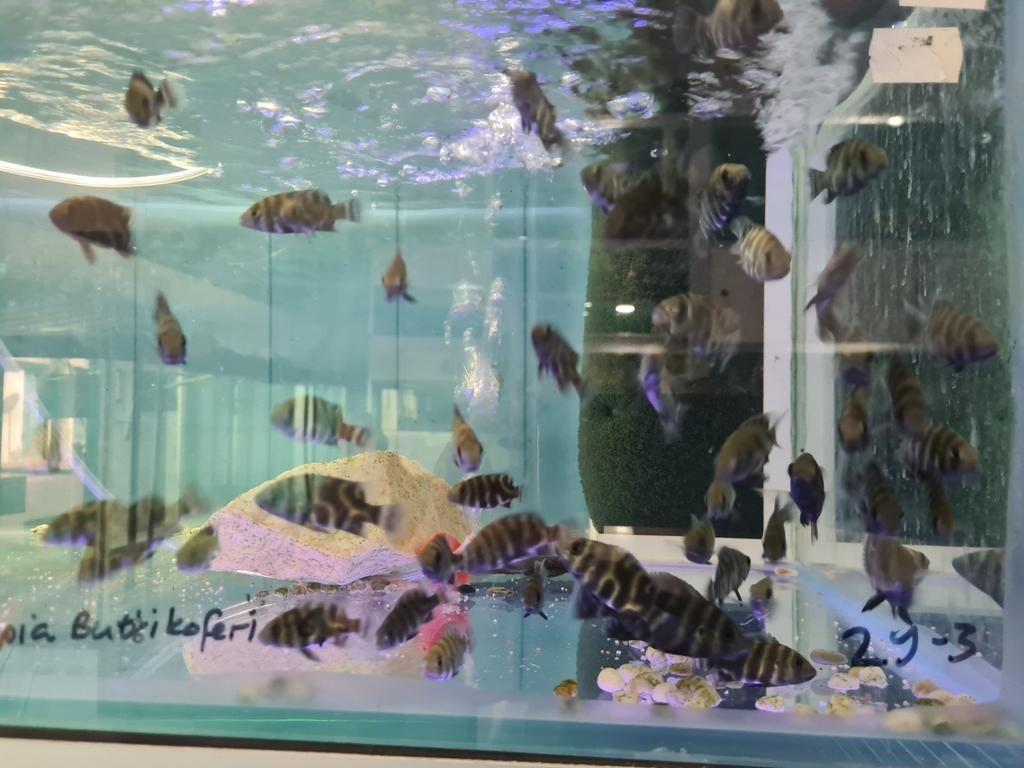 Tilapia Buttikoferi, Dieren en Toebehoren, Vissen | Aquariumvissen, Vis, Zoetwatervis