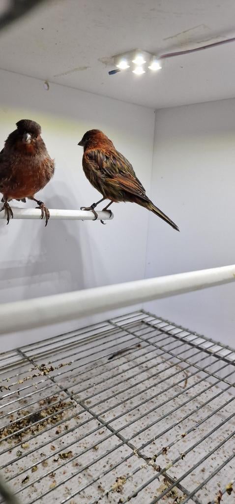 Twee koppels kanaries TT kwaliteit, Dieren en Toebehoren, Vogels | Kanaries, Meerdere dieren, Kleurkanarie