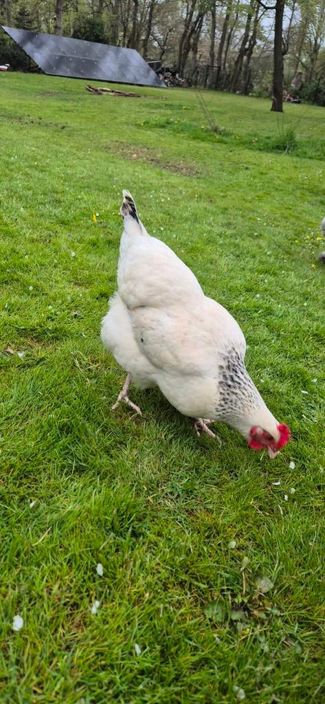 Jonge Sussex legkippen, Dieren en Toebehoren, Pluimvee, Vrouwelijk, Kip